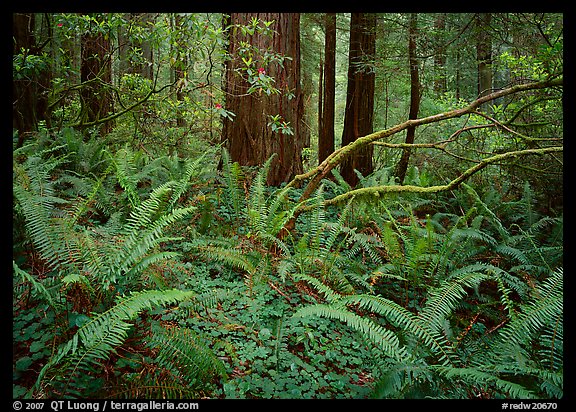 Ferms and trees in  spring, Del Norte Redwoods State Park. Redwood National Park, California, USA.