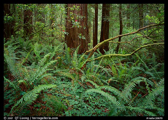 Ferms and trees in  spring, Del Norte. Redwood National Park, California, USA.