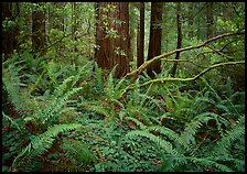 Ferms and trees in  spring, Del Norte. Redwood National Park, California, USA. (color)