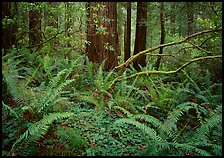 Ferms and trees in  spring, Del Norte Redwoods State Park. Redwood National Park, California, USA.