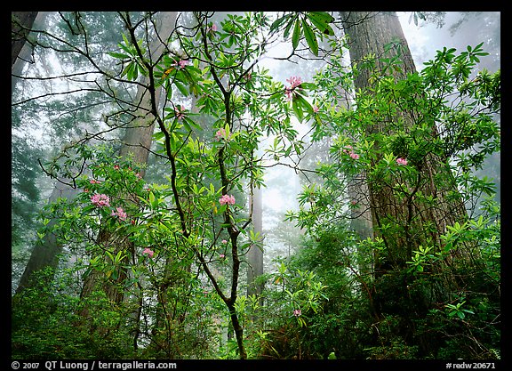 Looking up forest with fog and rododendrons. Redwood National Park (color)