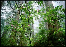 Looking up forest with fog and rododendrons, Del Norte Redwoods State Park. Redwood National Park, California, USA.