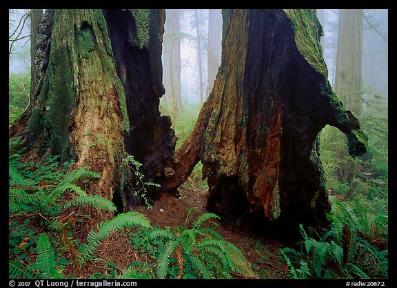 Hollowed redwood in fog, Del Norte. Redwood National Park, California, USA.