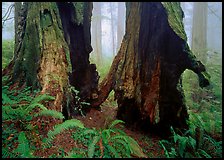 Hollowed redwood in fog, Del Norte Redwoods State Park. Redwood National Park, California, USA.