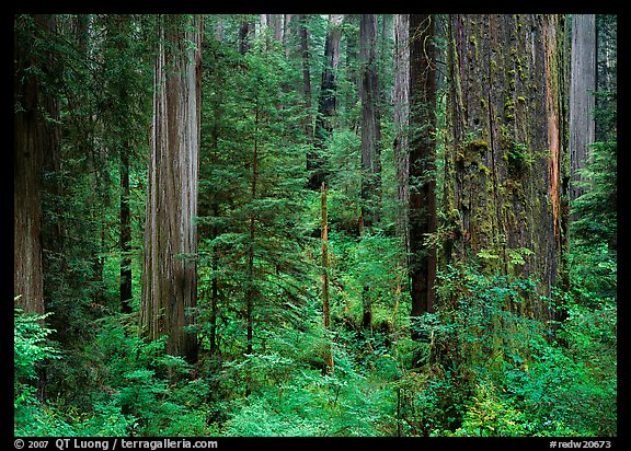 Old-growth redwood forest, Howland Hill. Redwood National Park (color)