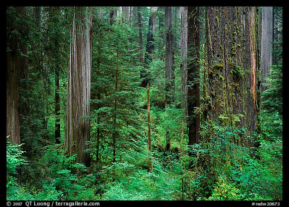 Old-growth redwood forest, Howland Hill, Jedediah Smith Redwoods State Park. Redwood National Park, California, USA.