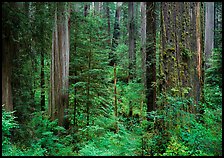 Old-growth redwood forest, Howland Hill. Redwood National Park ( color)