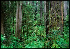 Old-growth redwood forest, Howland Hill, Jedediah Smith Redwoods State Park. Redwood National Park, California, USA.