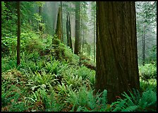 Ferns and trunks, foggy forest, Del Norte. Redwood National Park, California, USA. (color)