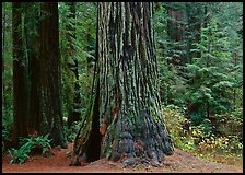 Base of gigantic redwood trees (Sequoia sempervirens), Prairie Creek. Redwood National Park, California, USA. (color)