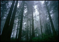 Tall coast redwood trees (Sequoia sempervirens) in fog, Lady Bird Johnson Grove. Redwood National Park, California, USA.