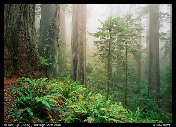 Ferns, coast redwoods, and fog, Del Norte Redwoods State Park. Redwood National Park, California, USA.