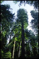 Towering redwoods, Lady Bird Johnson grove. Redwood National Park, California, USA.