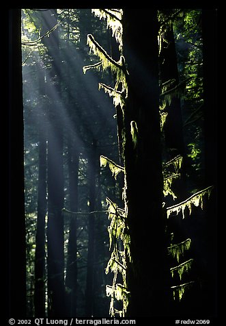 Moss and backlighted branches. Redwood National Park, California, USA.