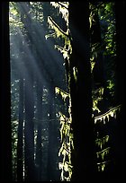 Moss and backlighted branches. Redwood National Park, California, USA. (color)