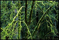 Alder and mosses. Redwood National Park, California, USA. (color)