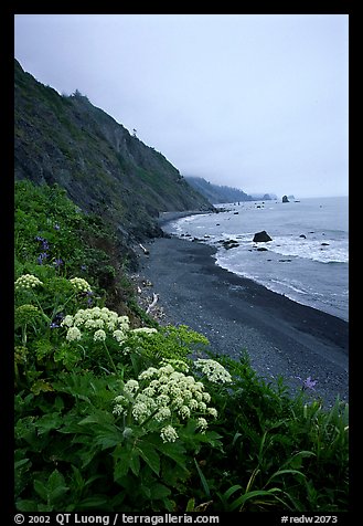 Wildflowers and beach with black sand in foggy weather, Del Norte Coast Redwoods State Park. Redwood National Park, California, USA.