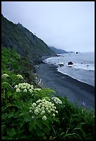 Wildflowers and beach with black sand in foggy weather, Del Norte Coast Redwoods State Park. Redwood National Park, California, USA.