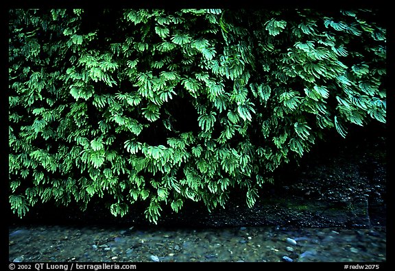 Fern-covered wall, Fern Canyon, Prairie Creek Redwoods State Park. Redwood National Park (color)