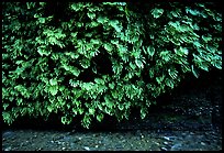 Fern-covered wall, Fern Canyon, Prairie Creek Redwoods State Park. Redwood National Park, California, USA.