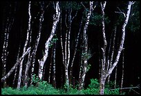 Light Trees near Fern Canyon, Prairie Creek Redwoods State Park. Redwood National Park ( color)