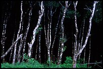 Light Trees near Fern Canyon, Prairie Creek Redwoods State Park. Redwood National Park, California, USA.