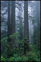 Redwood and rododendron trees in fog, Del Norte. Redwood National Park, California, USA. (color)