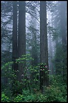 Redwood and rododendron trees in fog, Del Norte Redwoods State Park. Redwood National Park, California, USA.