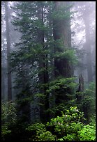 Large redwood trees in fog, with rododendrons at  base, Del Norte Redwoods State Park. Redwood National Park, California, USA.