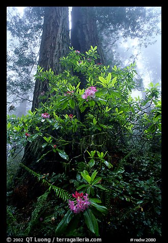 Rododendrons at base of twin redwood trees, Del Norte Redwoods State Park. Redwood National Park (color)