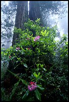 Rododendrons at base of twin redwood trees, Del Norte Redwoods State Park. Redwood National Park, California, USA.