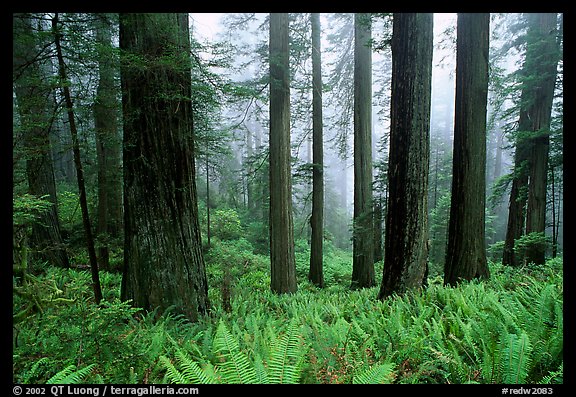 Ferns, redwood forest, and fog, Del Norte. Redwood National Park, California, USA.