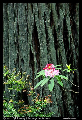 Rhodoendron flower and redwood trunk close-up. Redwood National Park (color)