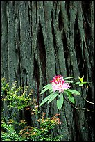 Rhodoendron flower and redwood trunk close-up. Redwood National Park ( color)