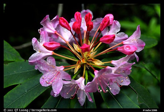 Rhodoendron flower close-up. Redwood National Park (color)