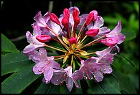 Rhodoendron flower close-up. Redwood National Park, California, USA.