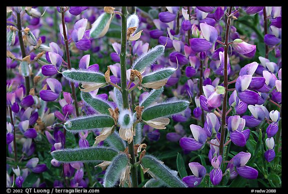 Lupine close-up. Redwood National Park, California, USA.