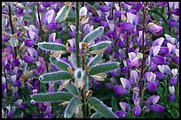 Lupine close-up. Redwood National Park ( color)