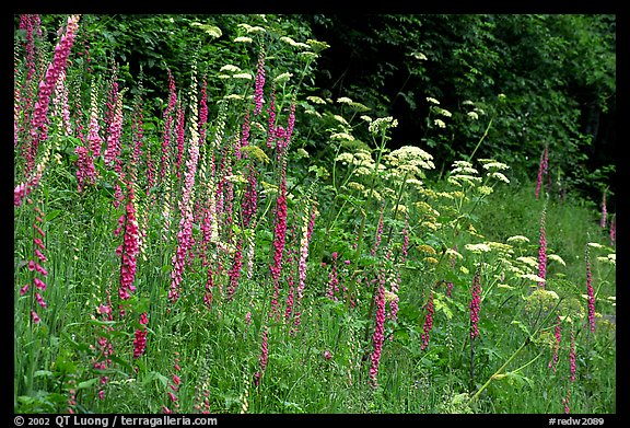 Pink and white wildflowers in meadow. Redwood National Park (color)