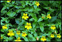 Close-up of yellow wildflowers. Redwood National Park ( color)