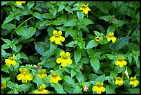 Close-up of yellow wildflowers. Redwood National Park, California, USA.