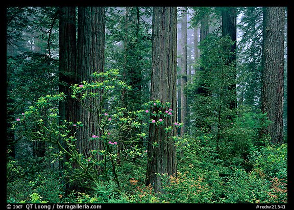 Rododendrons, redwoods, and fog, Del Norte Redwoods State Park. Redwood National Park, California, USA.