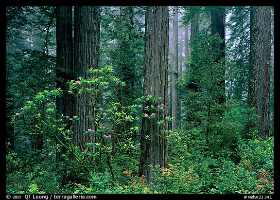 Rododendrons, redwoods, and fog, Del Norte. Redwood National Park, California, USA.