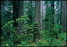 Rododendrons, redwoods, and fog, Del Norte Redwoods State Park. Redwood National Park ( color)