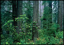 Rododendrons, redwoods, and fog, Del Norte Redwoods State Park. Redwood National Park, California, USA.