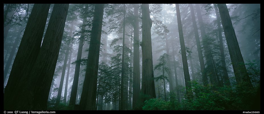 Tall forest in mist, Lady Bird Johnson Grove. Redwood National Park, California, USA.