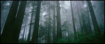 Tall forest in mist, Lady Bird Johnson Grove. Redwood National Park (Panoramic color)