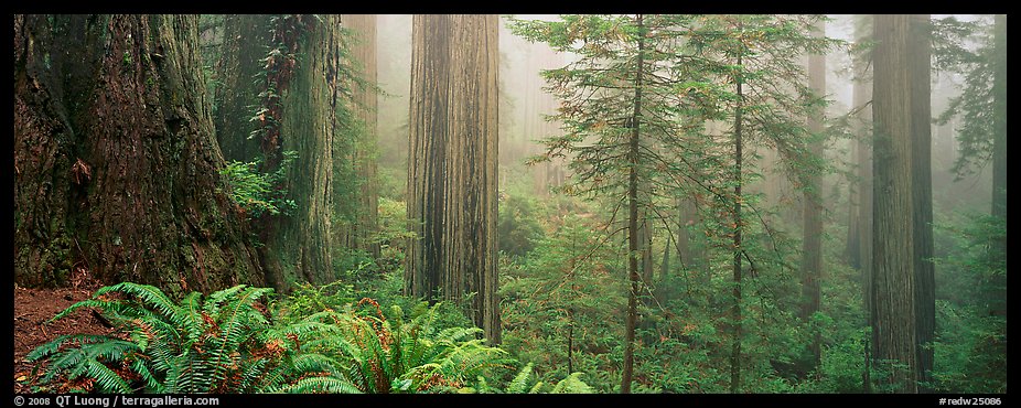 Ferns and trees in fog. Redwood National Park (color)