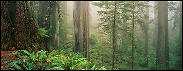Ferns and trees in fog. Redwood National Park (Panoramic color)