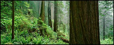 Misty forest and ferns. Redwood National Park, California, USA.